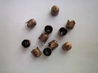Bell Cap Copper